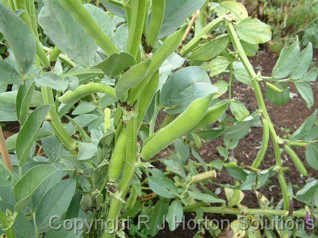 Broad beans_4